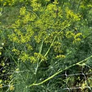 Dill Long Island Mammoth Seed