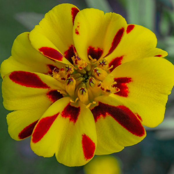 Disco Marietta Marigold Seed