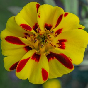 Disco Marietta Marigold Seed