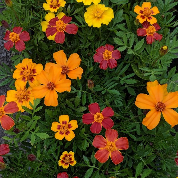 Disco Mix Marigold Seed