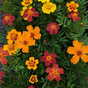 Disco Mix Marigold Seed