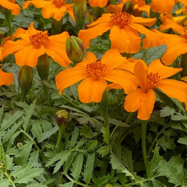 Disco Orange Marigold Seed