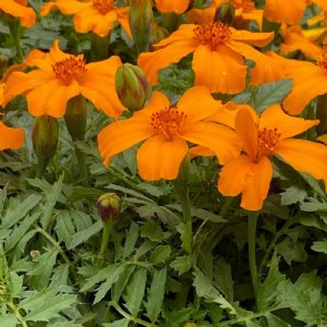 Disco Orange Marigold Seed