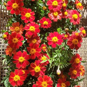 Disco Red Marigold Seed