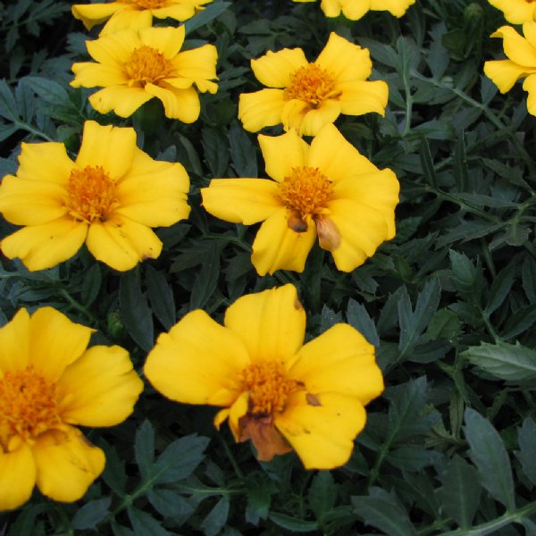 Disco Yellow Marigold Seed