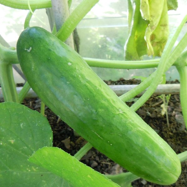 Diva Cucumber Seed