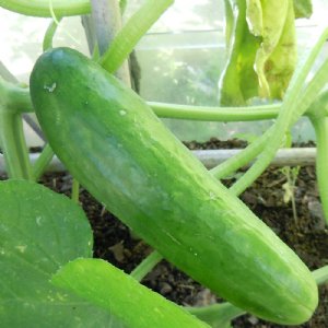 Diva Cucumber Seed