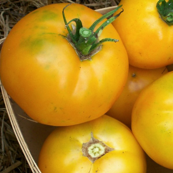 Djena Lee's Golden Girl Tomato Seeds