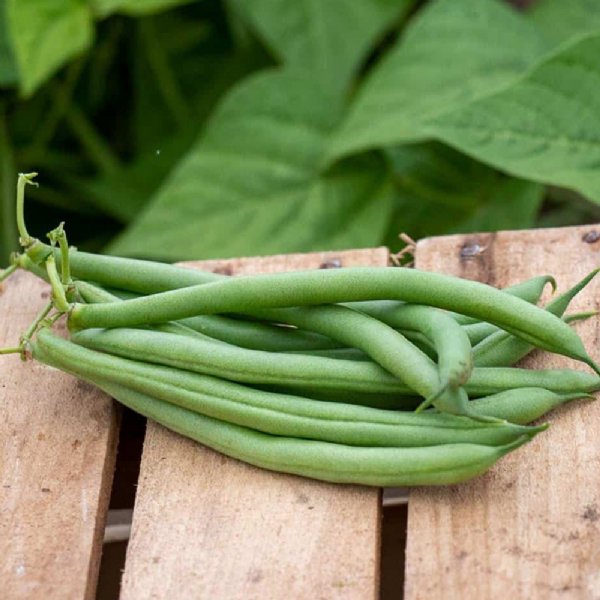 Dominator Bean Seed