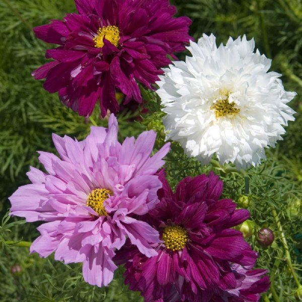 Double Click Mix Cosmos Seed