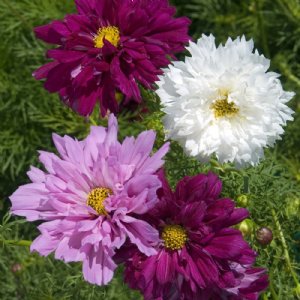 Double Click Mix Cosmos Seed