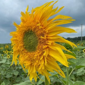 Double Quick Orange Sunflower Seeds