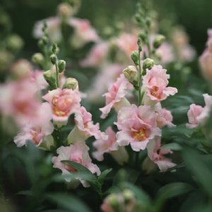 Double Shot Appleblossom Snapdragon Seed