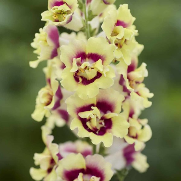 Double Shot Yellow Red Heart Snapdragon Seed