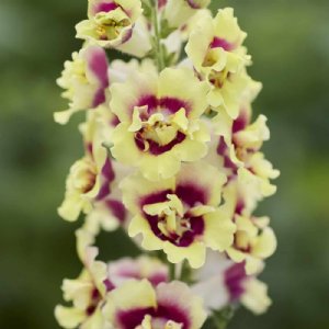 Double Shot Yellow Red Heart Snapdragon Seed