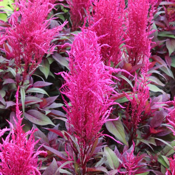 Dragon's Breath Celosia Seed  