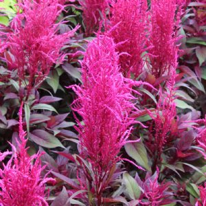 Dragon's Breath Celosia Seed  