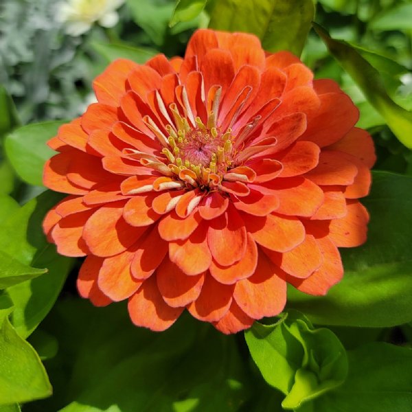 DreamLand Coral Zinnia Seeds