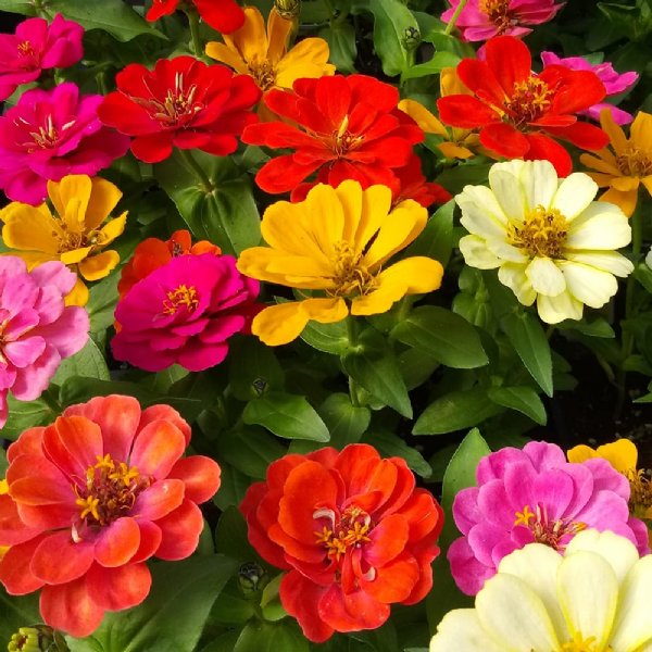 DreamLand Mix Zinnia Seeds