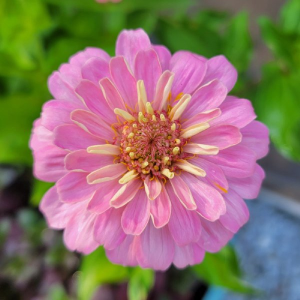 DreamLand Pink Zinnia Seeds