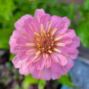 DreamLand Pink Zinnia Seeds