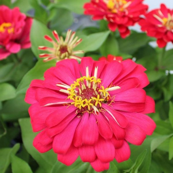 DreamLand Red Zinnia Seeds