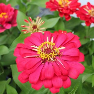 DreamLand Red Zinnia Seeds