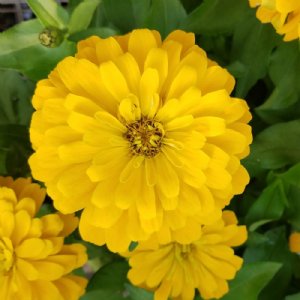 DreamLand Yellow Zinnia Seeds