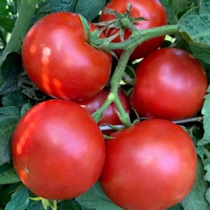 Druzba Tomato Seeds