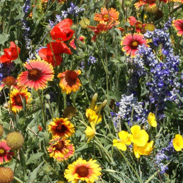 Dry Land Wildflower Mix Seed         