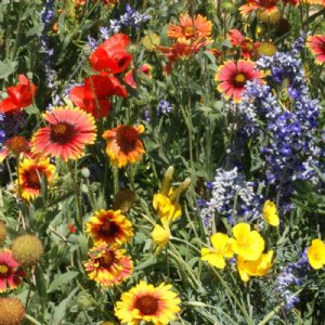 Dry Land Wildflower Mix Seed         