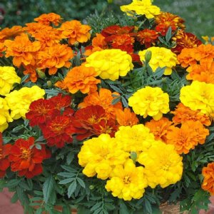 Durango Outback Mix Marigold Seed