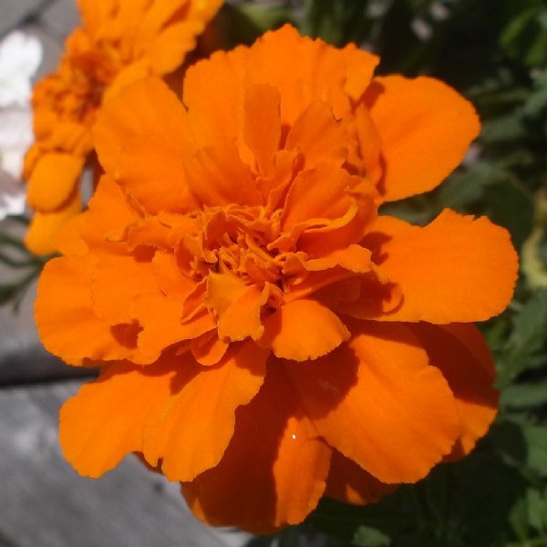 Durango Tangerine Marigold Seed