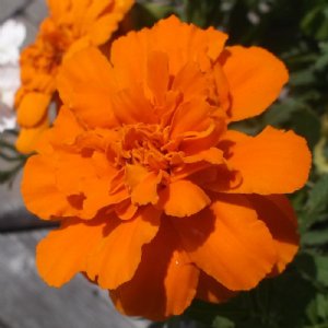 Durango Tangerine Marigold Seed