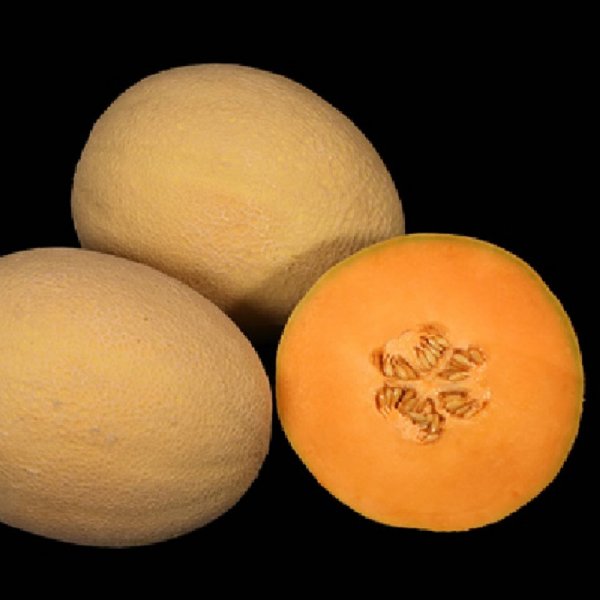 Dutchess Cantaloupe Seeds