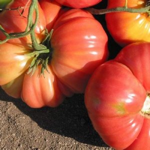 Dutchman Tomato Seeds