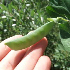 Dwarf Grey Sugar Pea Seed