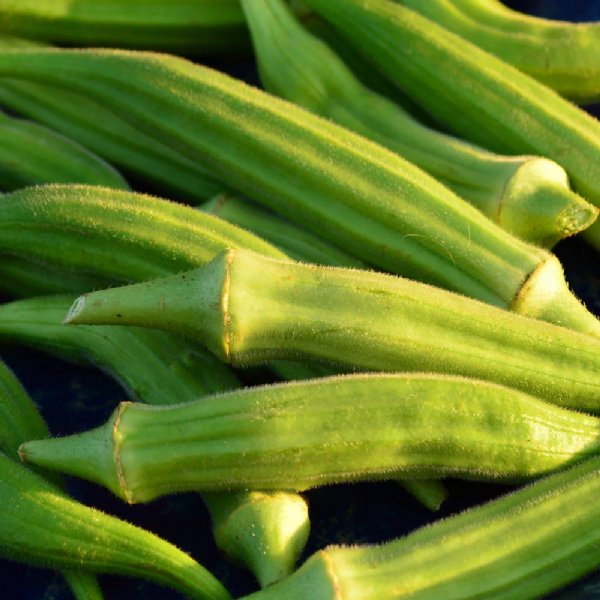 Dwarf Perkins Okra Seed