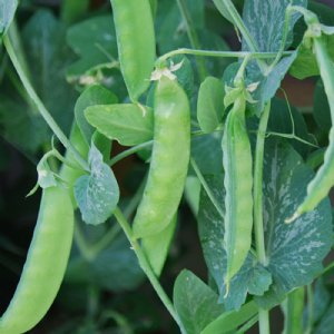 Dwarf White Sugar Pea Seed