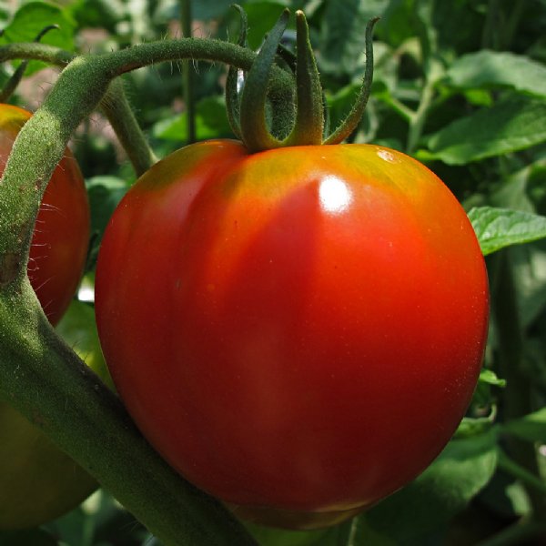 Early Cascade Tomato Seeds