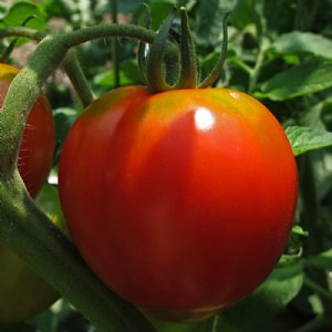 Early Cascade Tomato Seeds