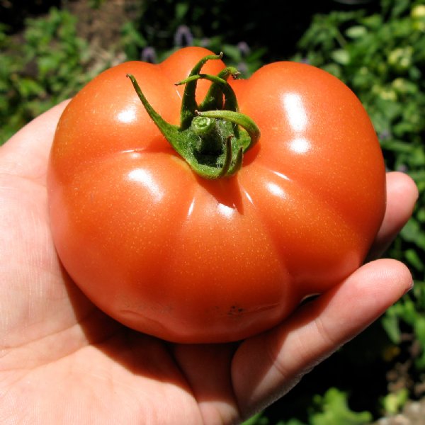 Early Girl Plus Tomato Seeds