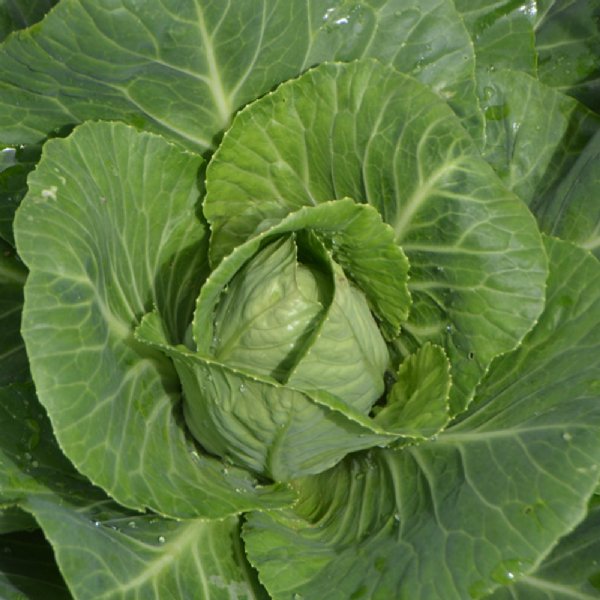 Early Jersey Wakefield Cabbage Seed