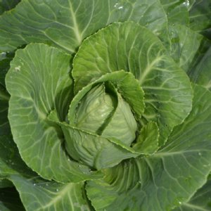 Early Jersey Wakefield Cabbage Seed