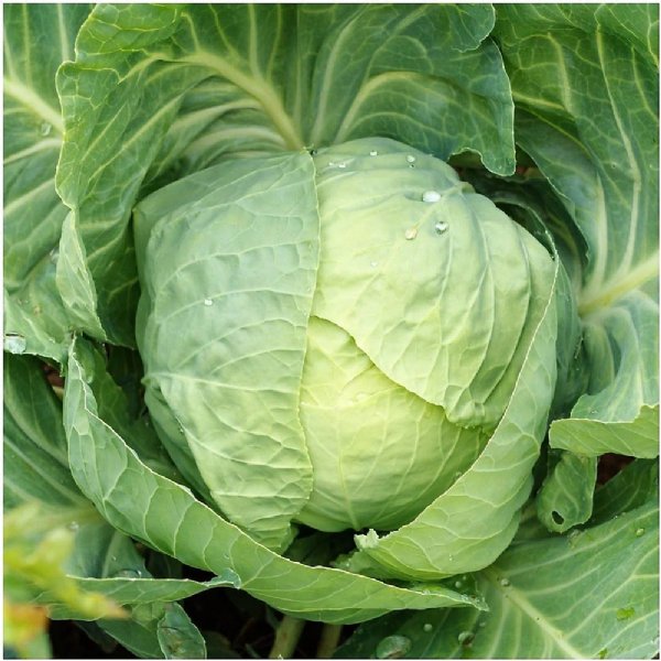 Early Round Dutch Cabbage Seed