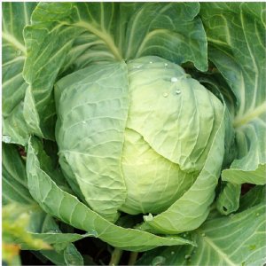 Early Round Dutch Cabbage Seed