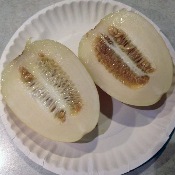 Early Silverline Cantaloupe Seeds