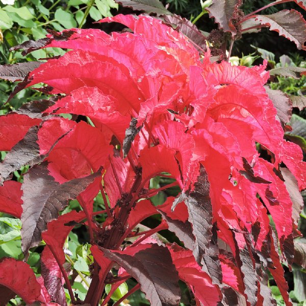 Early Splendor Amaranthus Seed