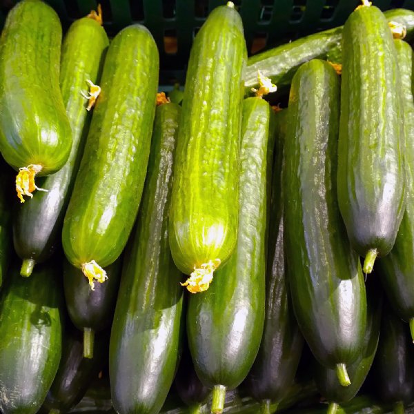 Early Spring Burpless Cucumber Seed