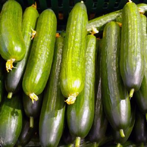 Early Spring Burpless Cucumber Seed